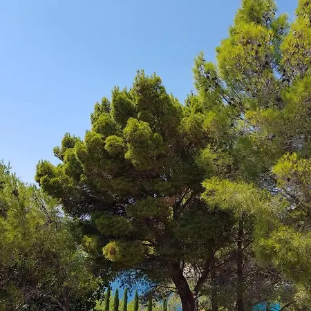 Apartment Under The Pine Milna (Brac)